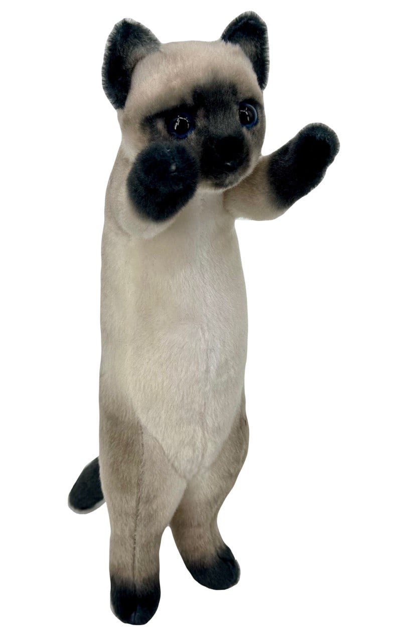 Котёнок сиамский серый